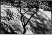 Shadow Tree