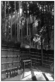 Bamboo Forest