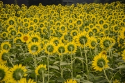 Kiose Sunflower-festival